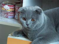 какой котище,какой матёрый......