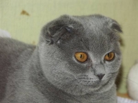 Грейс