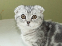В очередь, сукины дети, в очередь! (на моих котят)