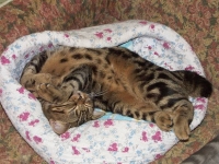 Котярыч (Леонардо)