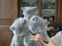Layla, Lord & Lux от 21.01.11