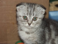 Его зовут Эмир (Emir Briton Murr, 03.08.2010г.р.)