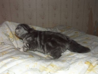 Во всю длину