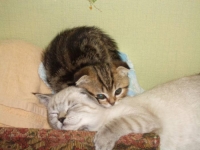 Епифаний и Витас