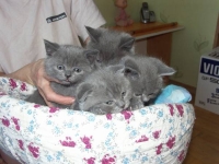 Мы котов душили, душили