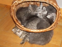 Котячий винегрет