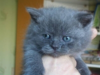 Синий кот