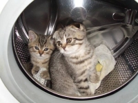 В отряде котонавтов