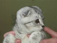 Снежная королева