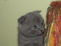 А часовню тоже я развалил?