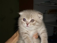 Суперкотик
