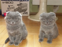 Две