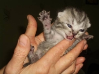 А вот щас как дам япой!