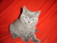 Пламенно-голубой (котик, 2,5мес.)