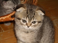 Микулишна три