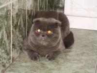 Готовьтесь, кошечки, готовьтесь!