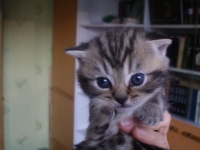 Космический пришелец