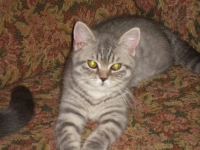 Нью-Грейс в огнях (2луны)