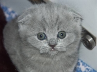 Долли