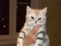 Stella Murr Briton (12/07/09 г.р.)