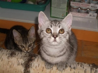 Короткошерстные сфинксы
