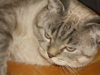 Котяра