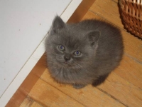 Синий кот (слегка возмужавший)