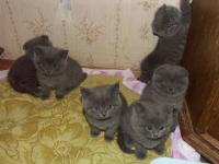 А мы через шкаф, мальчик, прыгаем