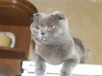 Estelle Murr Briton (Холодильникова)