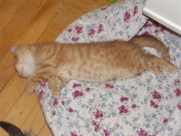 А это мой брат - Tiger