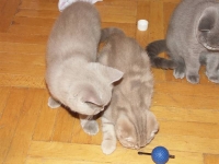 Pearl & Roy Murr Бритны