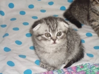 Кроткий взгляд